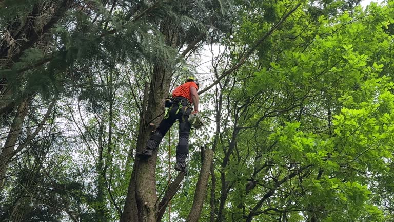 Reliable Dublin, TX  Tree Services Solutions