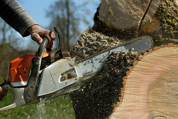 Why Choose Our Tree Removal Services in Dublin, TX?